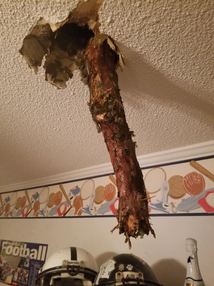 Tree down